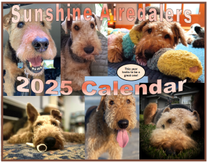 sunshine airedales