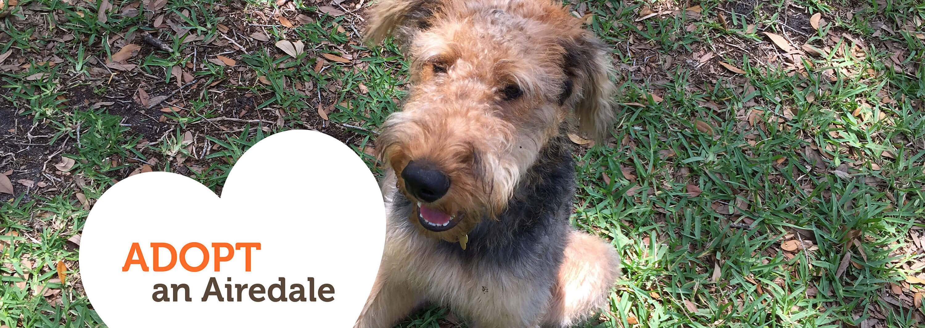 Florida – Airedale Rescue 