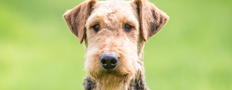 sunshine airedalers of florida – airedale rescue organization