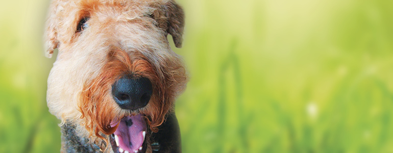 sunshine airedales