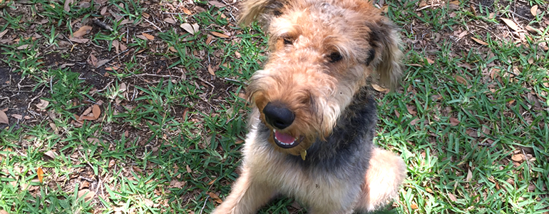 sunshine airedales