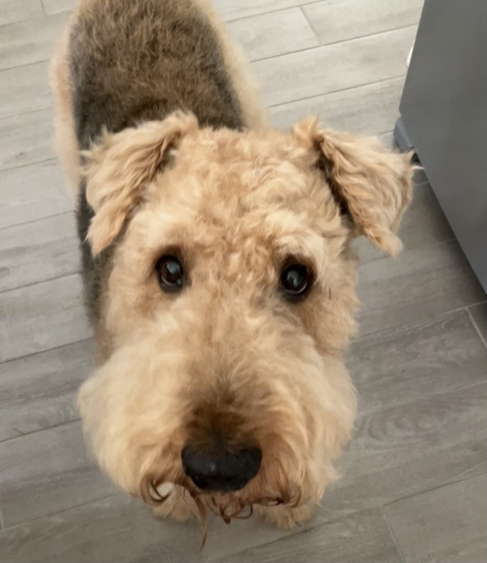rehome a pet